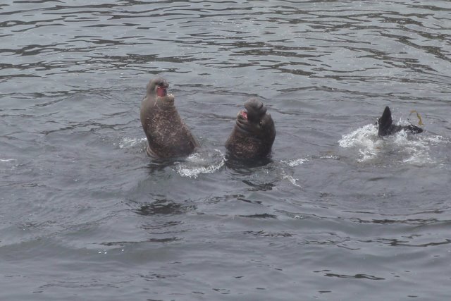 Elephant Seals