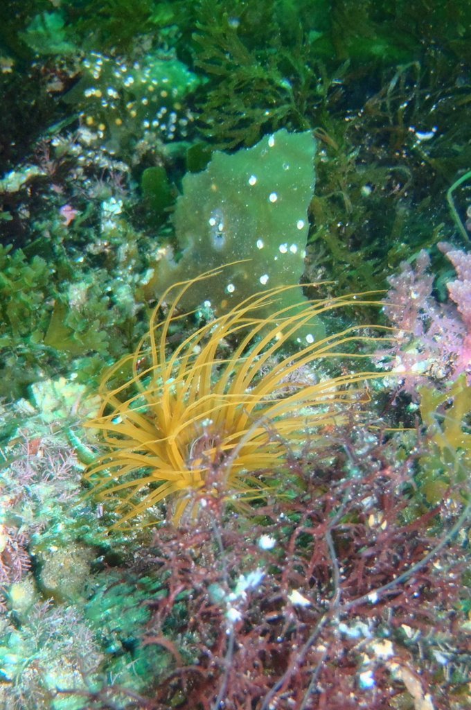 Anenome