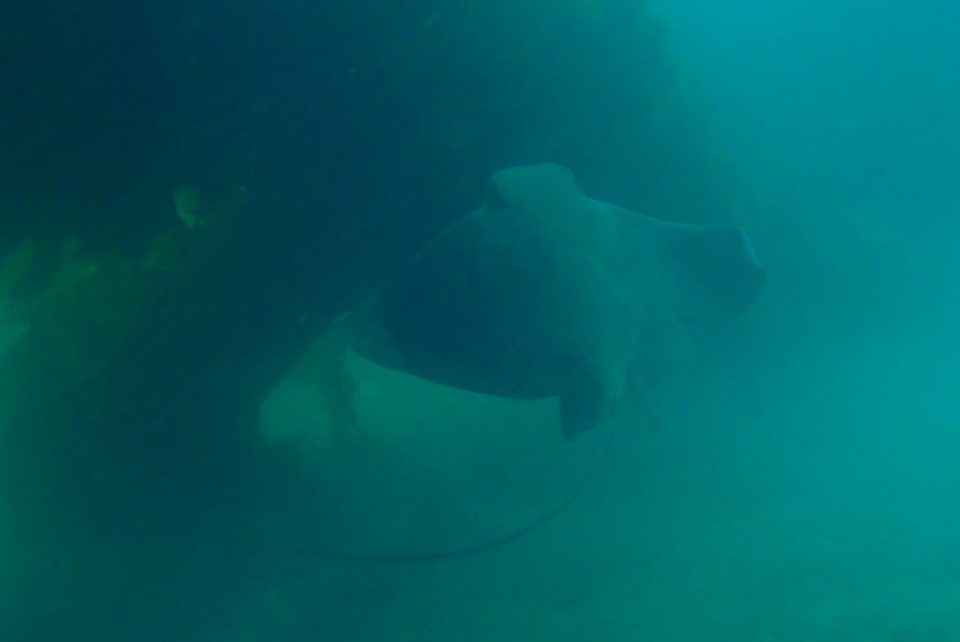 Big Bat Ray. Crap photo, but cool to see.